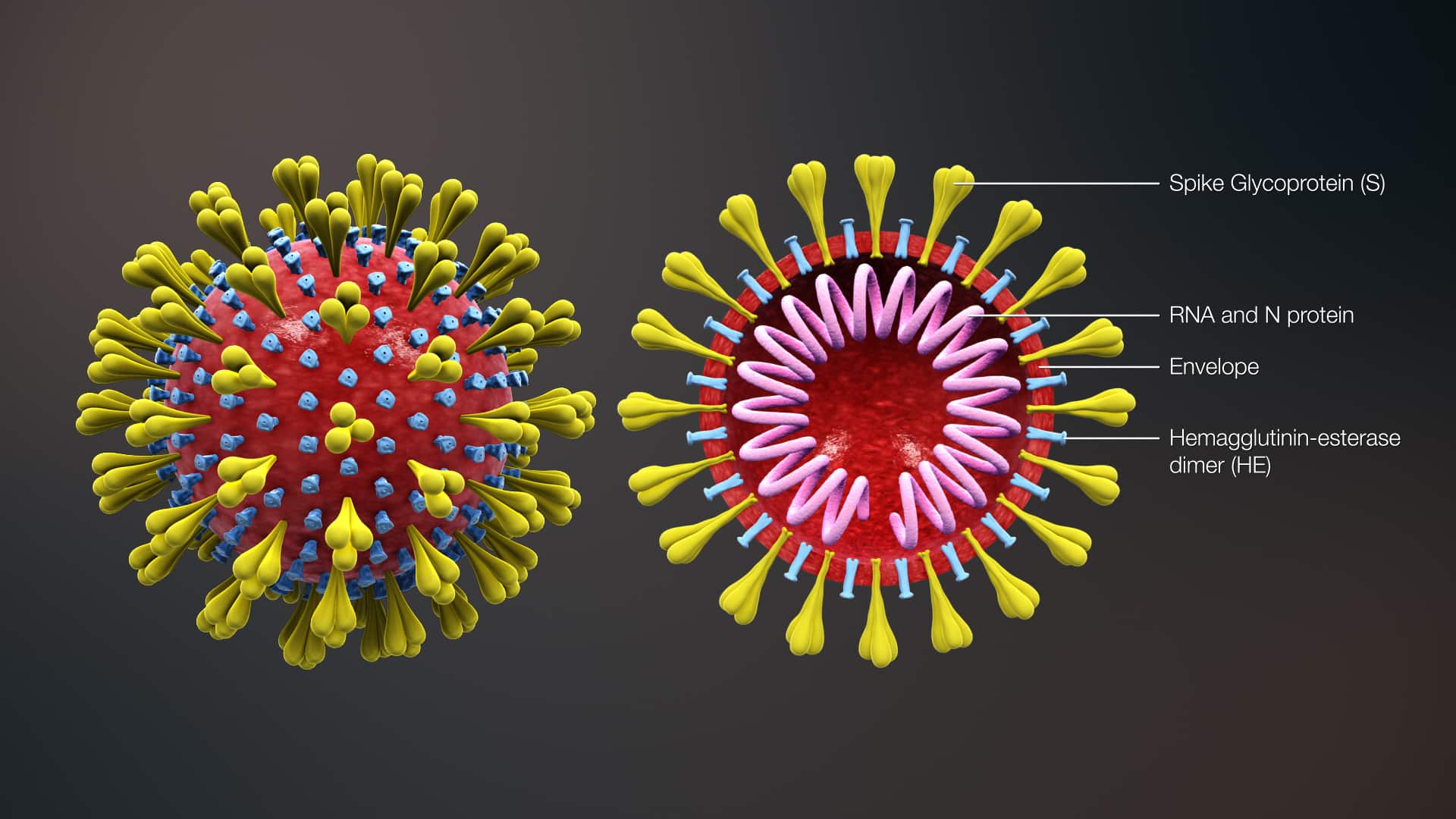 Resultado de imagem para corona virus